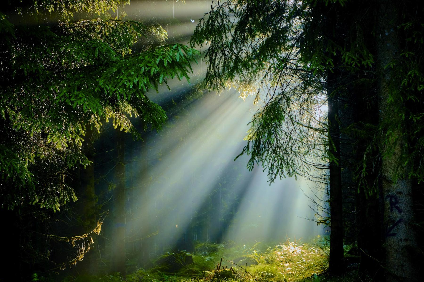 Rays of light falling between the branches of fir trees