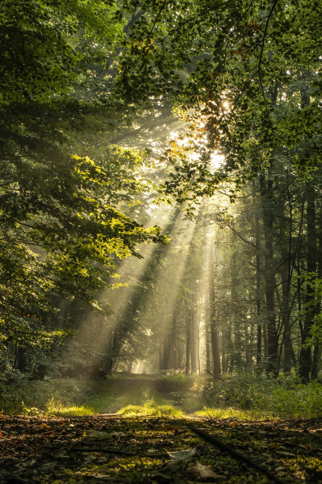 Sunbeams falling through the leaves onto a forest path