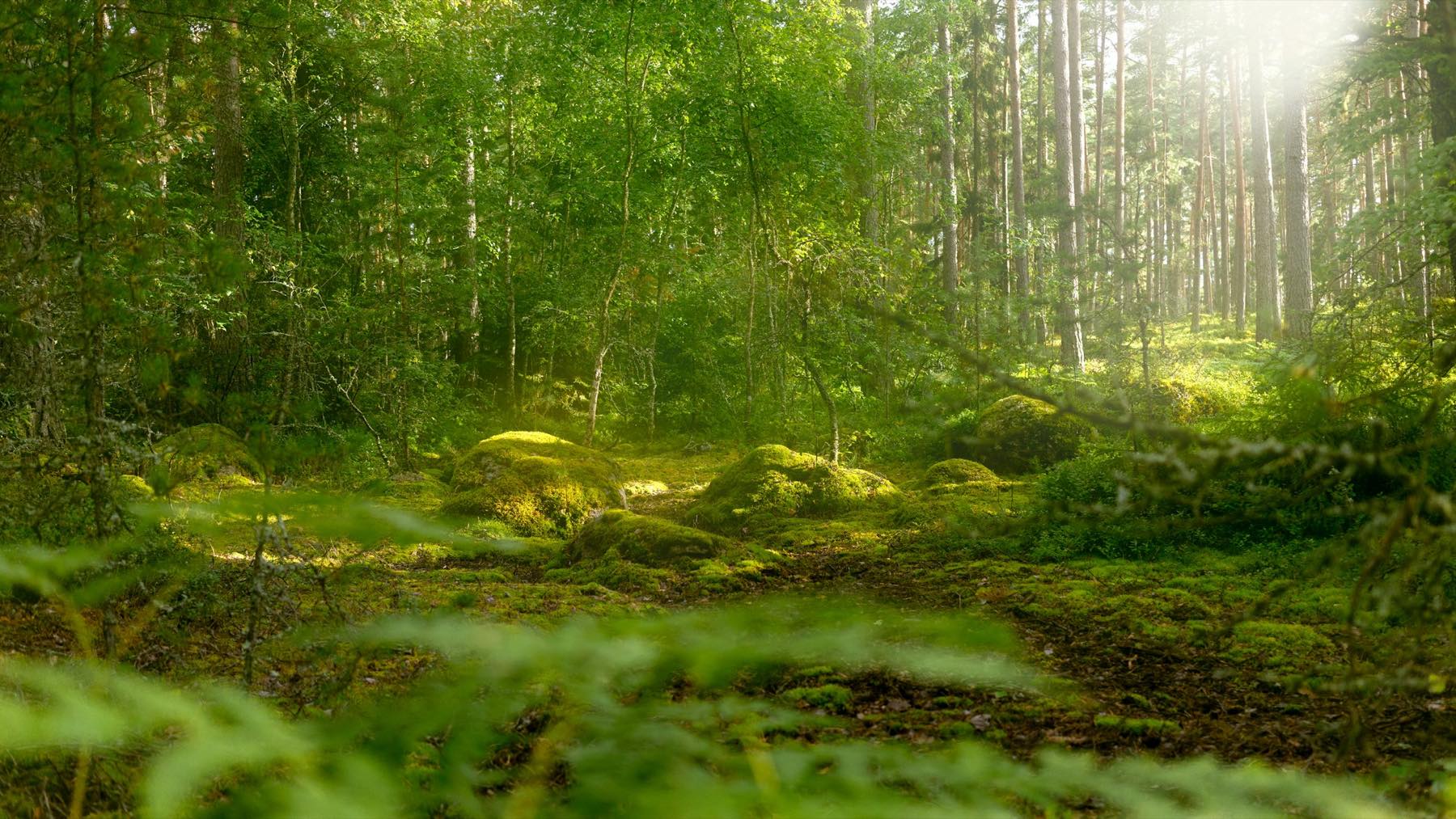 Moss-covered rocks on a sunlit forest floor