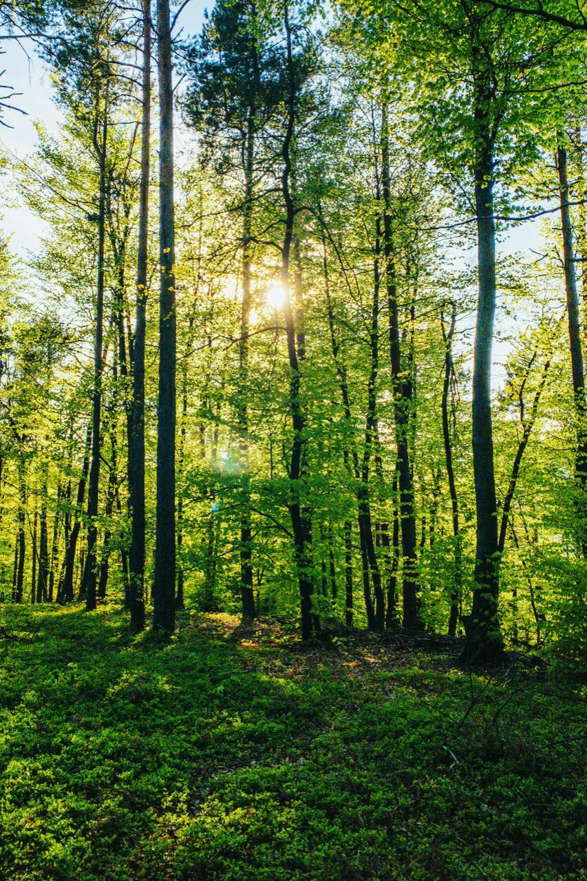 The low sun behind bright green beech trees in spring